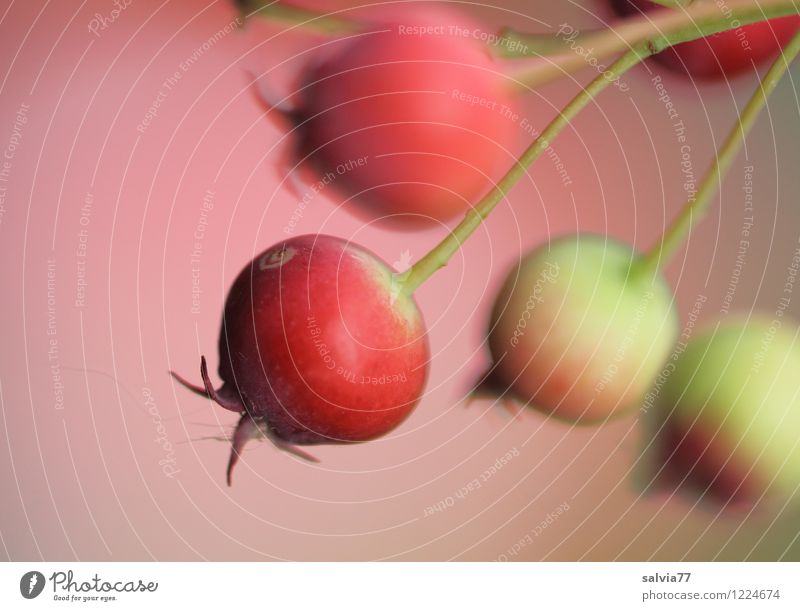 Beerenzeit Frucht Gesundheit Gesundheitswesen Gesunde Ernährung Pflanze Sommer Herbst Sträucher Nutzpflanze hängen exotisch gut klein lecker süß rot Farbe