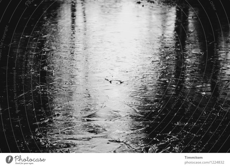 Dünnes Eis. Umwelt Natur Wasser Winter Frost Baum Wege & Pfade Blick ästhetisch dunkel kalt grau schwarz Gefühle Schatten Reflexion & Spiegelung Schwarzweißfoto