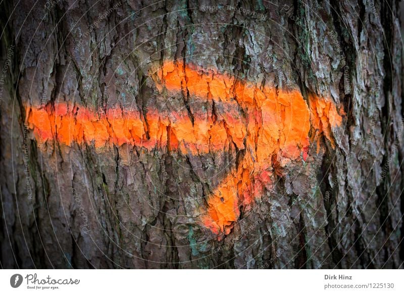 Bitte dort entlang Umwelt Natur Pflanze Baum Zeichen Schriftzeichen Schilder & Markierungen Hinweisschild Warnschild außergewöhnlich einzigartig braun orange