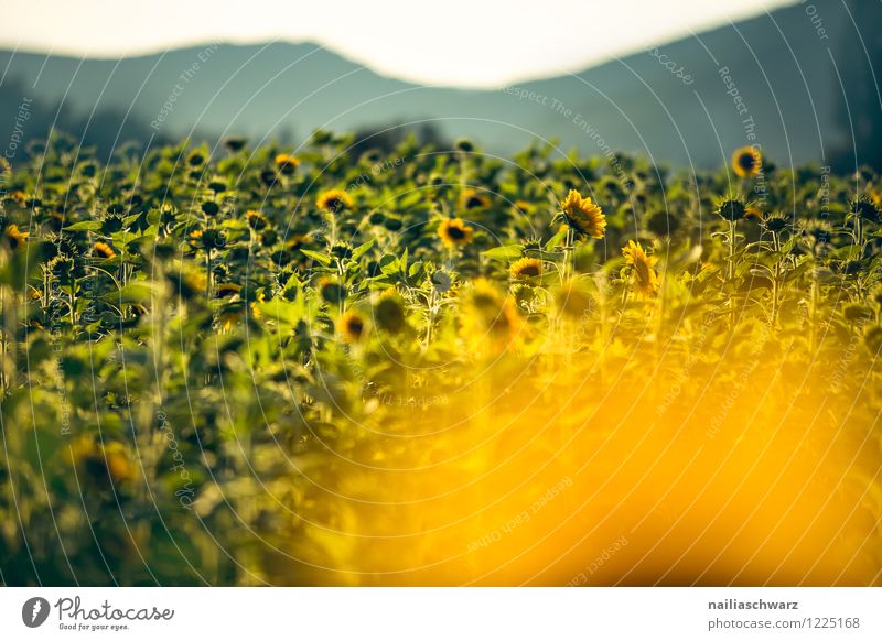 Feld mit Sonnenblumen Sommer Blume Hügel Blühend Wachstum Duft Unendlichkeit natürlich viele gelb grün Warmherzigkeit Romantik friedlich Reinheit Frieden