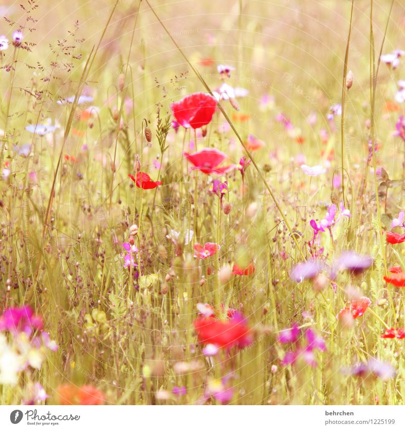 frau sommer von ihrer schönsten seite Natur Pflanze Frühling Sommer Schönes Wetter Blume Gras Blatt Blüte Wildpflanze Mohn Garten Park Wiese Feld Blühend