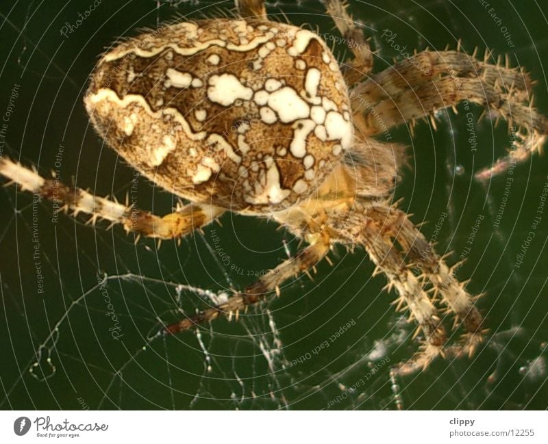 Spider Spinne Kreuzspinne Verkehr Makroaufnahme Netz