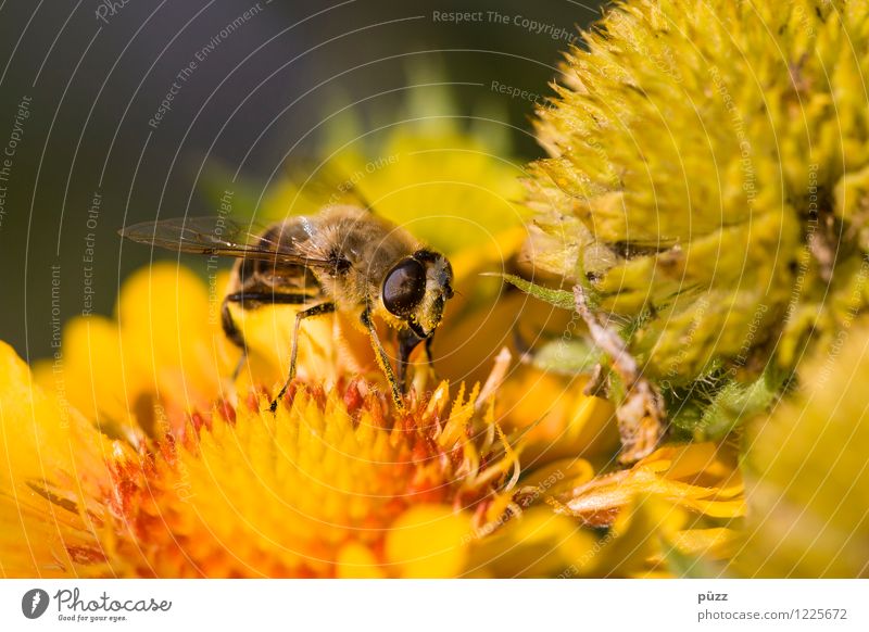 Bienchen und Blümchen Umwelt Natur Pflanze Tier Frühling Sommer Schönes Wetter Blume Wildpflanze Garten Wiese Nutztier Wildtier Biene 1 gelb Insekt Pollen Honig
