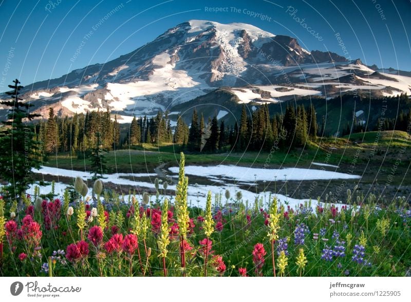 Sommer Wildblumen auf Paradise Ridge Umwelt Natur Landschaft Pflanze Erde Luft Himmel Schönes Wetter Wiese Berge u. Gebirge Mount Rainier Gipfel