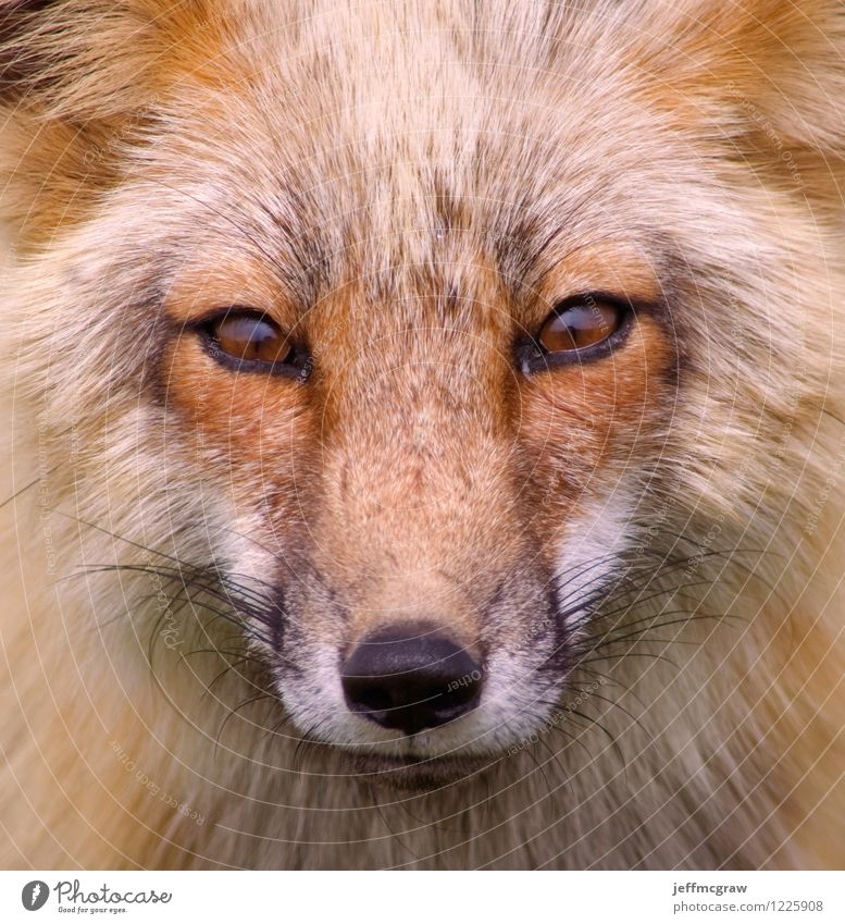 Foxy Umwelt Natur Tier Fuchs 1 hören Jagd schön niedlich orange schwarz Wachsamkeit Weisheit klug Neugier Tierwelt Wildtier Fell pelzig Gesicht Auge Nase