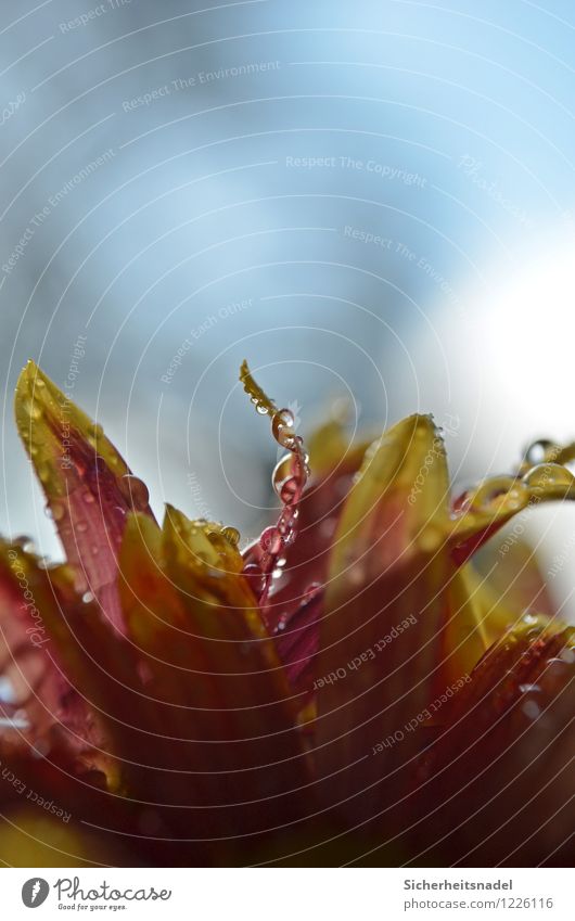 Drops Natur Pflanze Wasser Regen Blume nass Tropfen Wassertropfen Nahaufnahme Makroaufnahme Farbfoto Textfreiraum oben