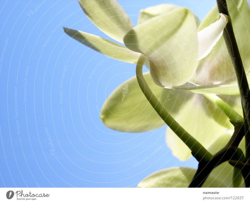 ein hauch frühling 2 Frühling Pflanze grün hellgrün Reifezeit Wachstum entstehen positiv blau Trieb Freude Leben Himmel Natur