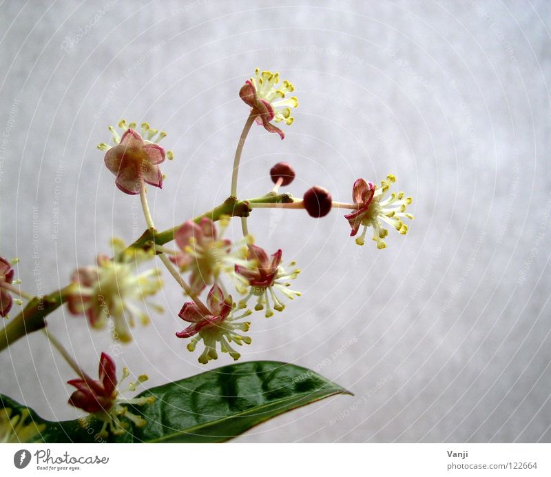 Frühlingserwachen Blüte Pflanze zart zerbrechlich Stengel Leben rosa Makroaufnahme Nahaufnahme Zauberei u. Magie Natur Blütenknospen sanft