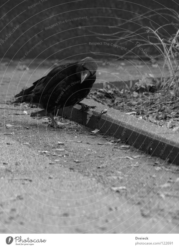 Die fündige Krähe Vogel Luft grau gefiedert Schnabel schwarz dunkel Tier Rabenvögel Aasfresser finden Erde Sand Himmel fliegen Bodenbelag Feder blau Natur