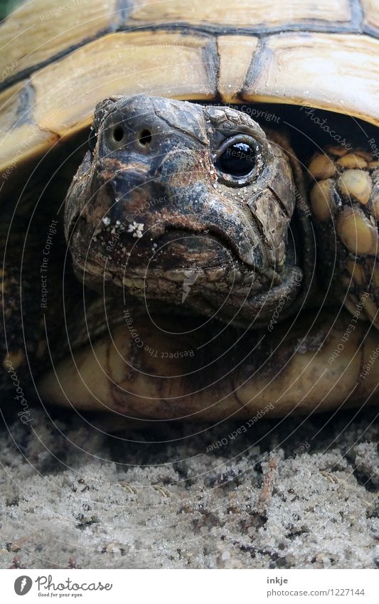 Oskar, 38 Jahre alt Haustier Wildtier Tiergesicht Schildkröte Landschildkröte 1 Blick authentisch außergewöhnlich nah niedlich Artenschutz Farbfoto