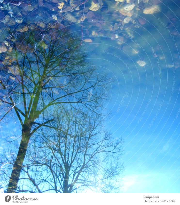 Umkippen Teich See Reflexion & Spiegelung Licht Baum Winter verschwimmen Algen entgegengesetzt auf dem Kopf Wasser Stein Himmel hell Sonne verbinden Baumkrone