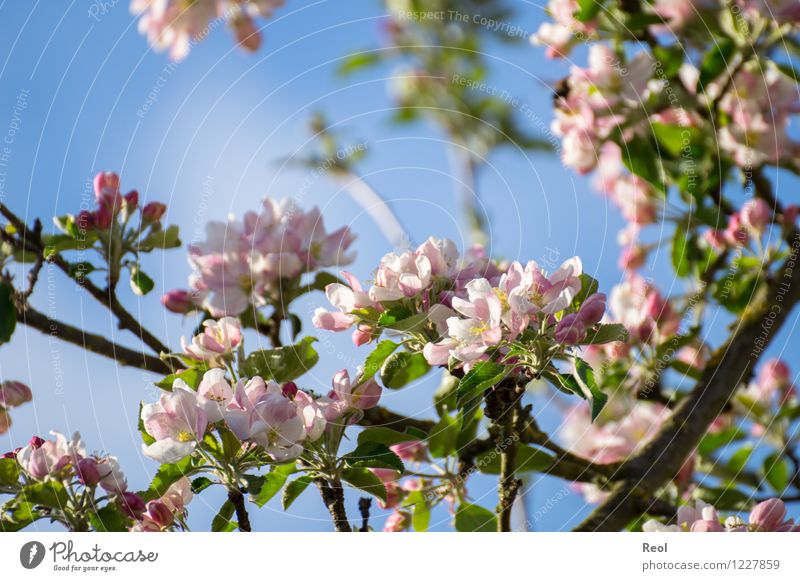 Kirschblüten Kirsche Natur Pflanze Frühling Schönes Wetter Blatt Blüte Grünpflanze Wildpflanze Kirschbaum Zweige u. Äste Garten Park Wachstum rosa weiß