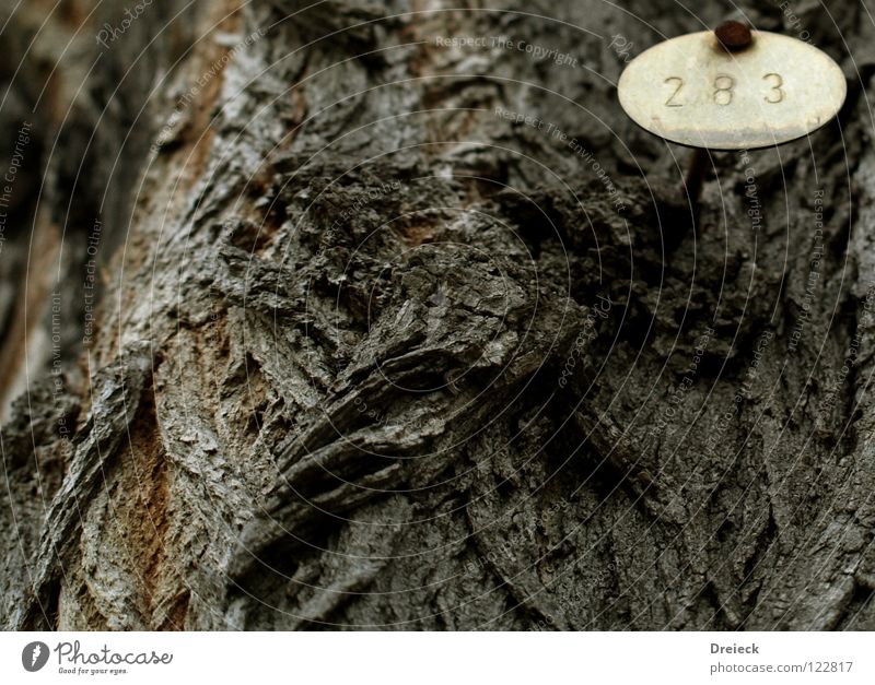 Parkbewohner Nr.283 Baum Baumrinde braun Holz Umweltschutz Ziffern & Zahlen Baumstamm Baumkrone Buche Eiche Ahorn Laubbaum Abholzung Garten Erde Sand