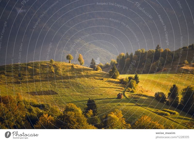 September-Licht Natur Landschaft Luft Sonne Sonnenaufgang Sonnenuntergang Sonnenlicht Herbst Baum Gras Sträucher Moos Wiese Feld Wald Hügel Berge u. Gebirge