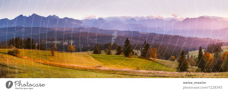 Oktober in der Tatra Umwelt Natur Landschaft Pflanze Urelemente Luft Himmel Wolkenloser Himmel Sonnenlicht Herbst Schönes Wetter Nebel Baum Gras Sträucher