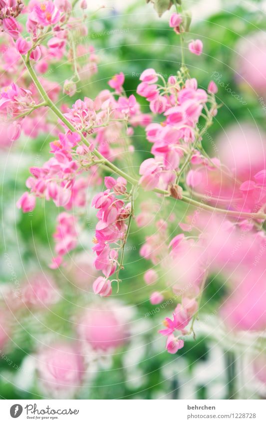 mädchenfoto für john... Natur Pflanze Frühling Sommer Schönes Wetter Blatt Blüte Blühend verblüht Wachstum Duft exotisch schön Kitsch grün rosa Zweige u. Äste