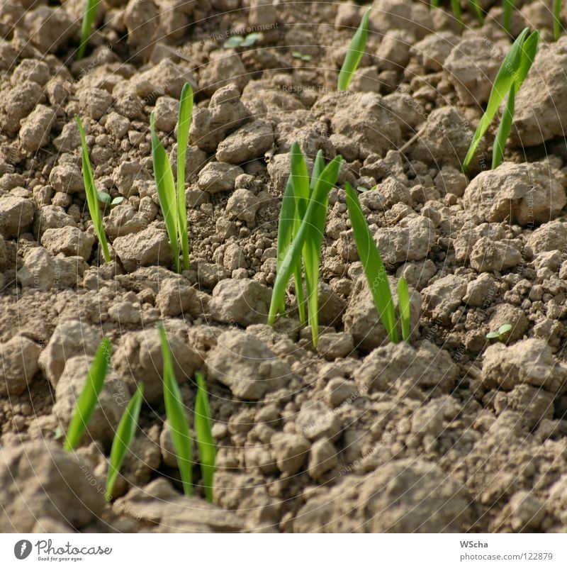 Die Saat geht auf Aussaat grün Feld Landwirtschaft Reifezeit Frühling Natur Erde Wachstum