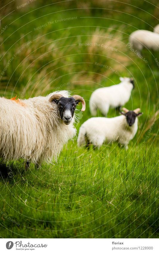 Das Schaf erblickt die Kamera Umwelt Natur Tier Gras Wiese Schottland Nutztier Tiergruppe Herde Tierfamilie beobachten grün schwarz weiß Highlands Weide Gesicht