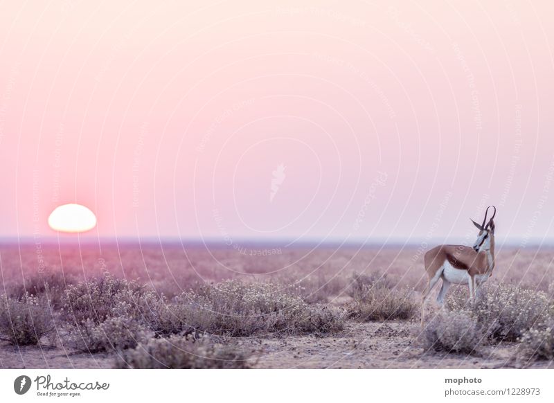 #1 Lone Ranger Jagd Ferien & Urlaub & Reisen Tourismus Ferne Safari Umwelt Natur Tier Sonne Sonnenaufgang Sonnenuntergang Savanne Steppe Etoscha-Pfanne Namibia
