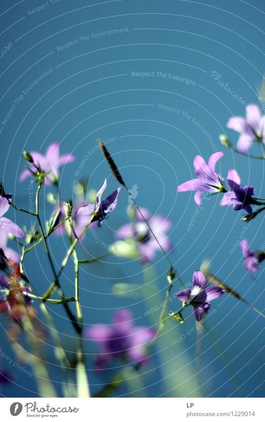 violett und blau Umwelt Natur Landschaft Pflanze Urelemente Luft Himmel Wolkenloser Himmel Frühling Sommer Klima Schönes Wetter Blume Blatt Blüte Wildpflanze
