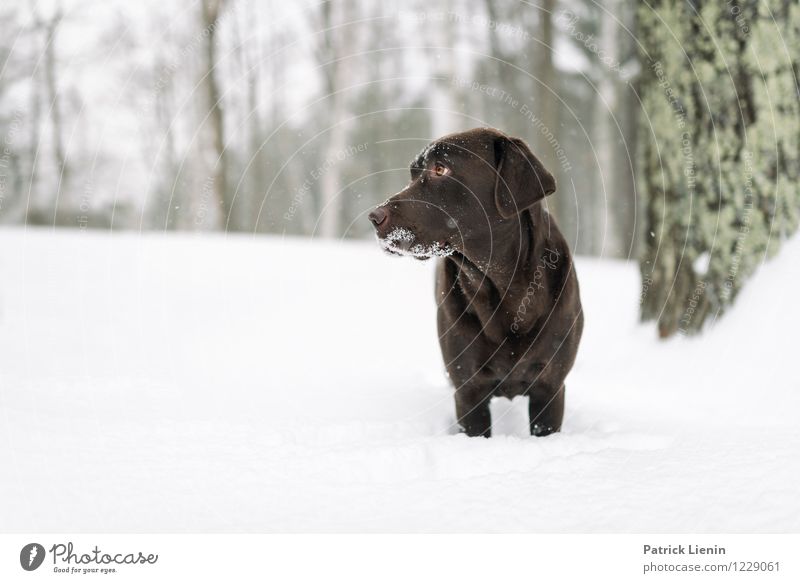 In Gedanken vertieft Umwelt Natur Urelemente Wetter Schnee Schneefall Baum Wald Tier Haustier Hund Tiergesicht 1 außergewöhnlich elegant frei Freundlichkeit