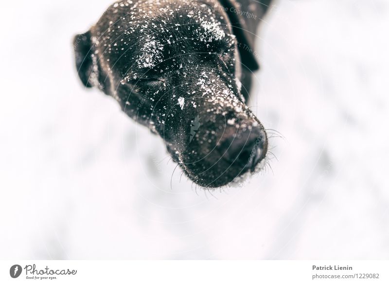 Emma Lifestyle Leben harmonisch Wohlgefühl Zufriedenheit Freizeit & Hobby Spielen Winter Schnee Tier Haustier Hund Tiergesicht 1 einzigartig elegant