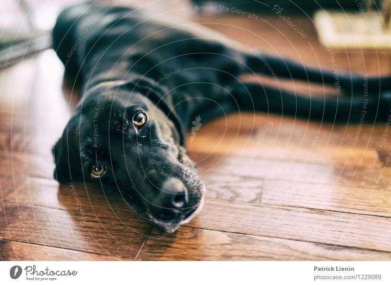 Emma Hund schön Einsamkeit ein lizenzfreies Stock Foto von Photocase