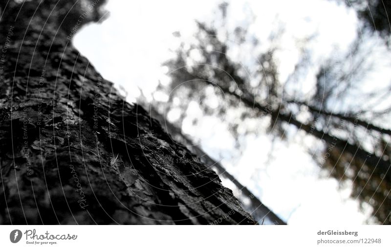 Die Zeichen der Zeit Baum Wald Baumrinde dunkel gezeichnet Holz grün standhaft ruhig Holzmehl Licht Leben schroff Energiewirtschaft Wetter Kraft stehen tree