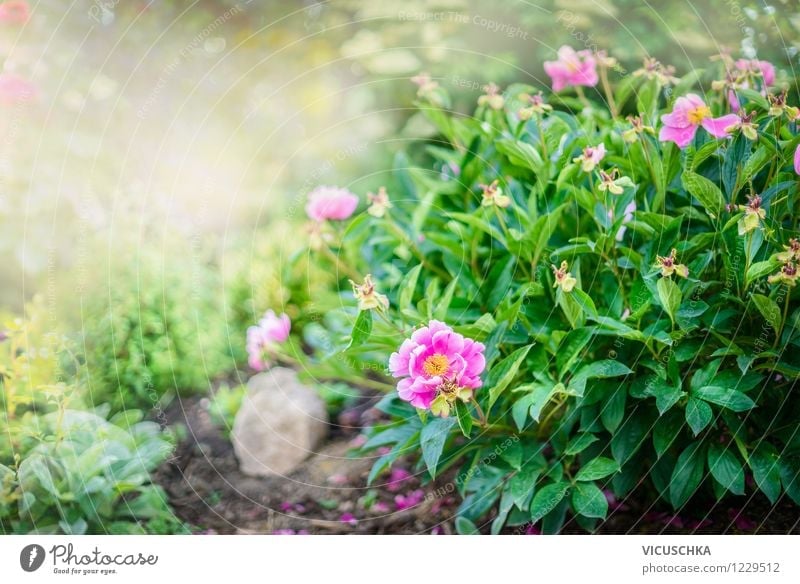 Pfingstrosen Strauch im Garten Lifestyle Stil Design Sommer Natur Pflanze Frühling Sträucher Blatt Blüte Park Oase gelb rosa Duft Hintergrundbild Blume