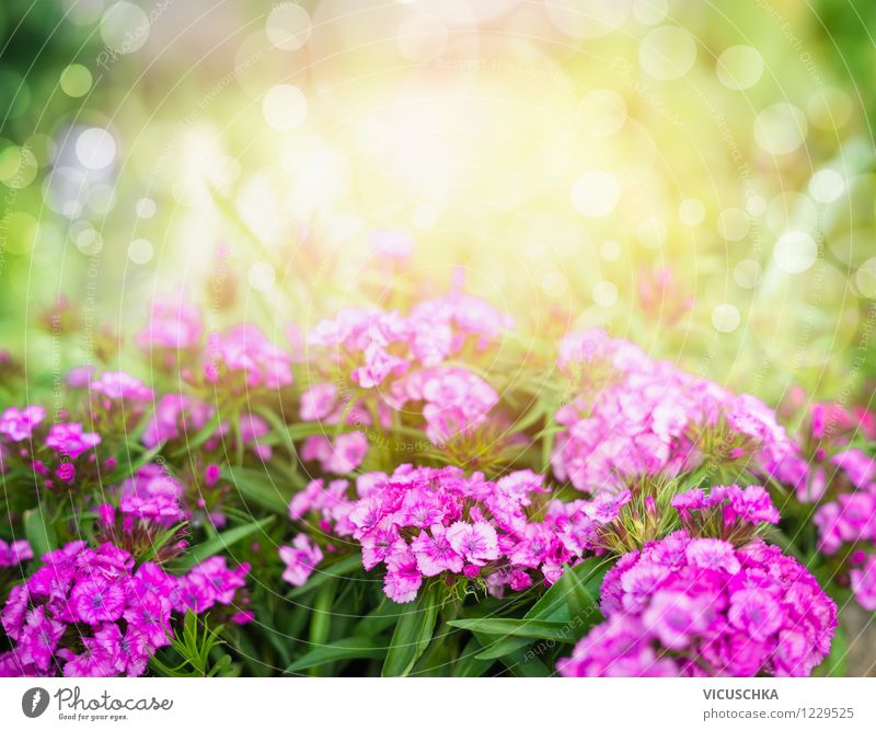 Garten Nelken in Sonnenschein Stil Design Sommer Natur Pflanze Sonnenlicht Frühling Herbst Schönes Wetter Blume Blatt Blüte Park rosa Duft Hintergrundbild