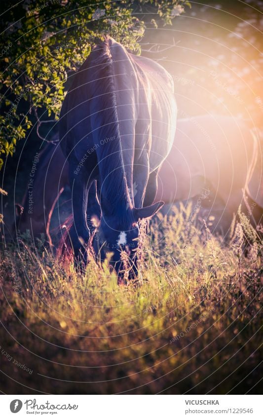Pferde grasen im Sonnenuntergang Lifestyle Design Reiten Sommer Natur Pflanze Tier Herbst Schönes Wetter Wiese Wald Nutztier 2 Weide Licht friedlich Gegenlicht