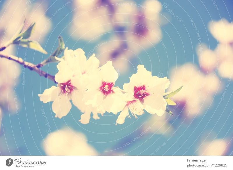 soft cherry blossom Natur Pflanze Schönes Wetter schön Duft Blühend Kirsche Kirschblüten Kirschbaum Zweig Zweige u. Äste hell-blau Blauer Himmel weiß