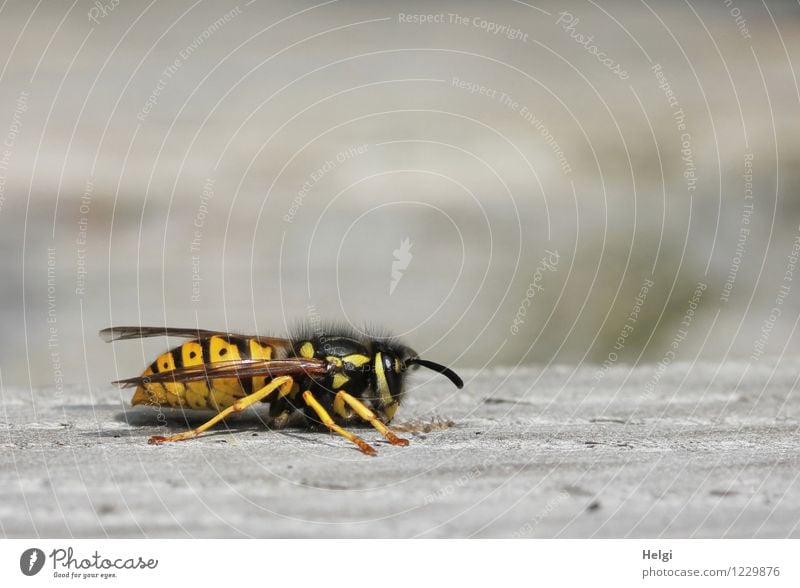Plagegeist... Tier Sommer Wildtier Wespen 1 Holz krabbeln authentisch klein natürlich gelb grau schwarz Zufriedenheit achtsam Leben Natur Umwelt Farbfoto