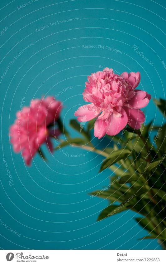 peony Häusliches Leben Pflanze Blume Blatt Blüte grün rosa türkis Pfingstrose Wand Blumenstrauß üppig (Wuchs) Dekoration & Verzierung Farbfoto Innenaufnahme