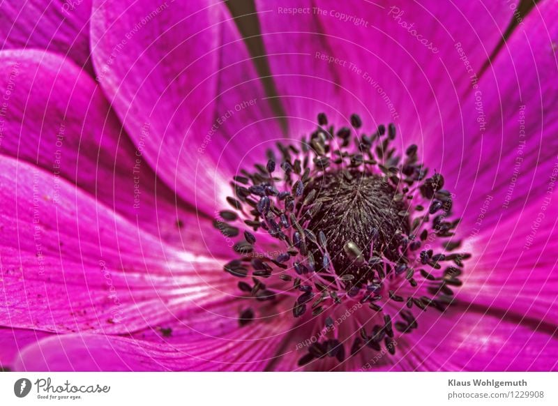 Blick in die Blüte einer Lila Anemone mit purpurnen Staubgefäßen Pflanze Sommer Blume Anemonen Garten Park Blühend schön rosa schwarz Pollen Staubfäden Farbfoto