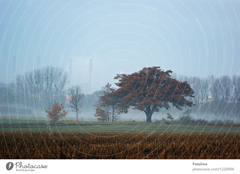 Herbstlicher Morgen Umwelt Natur Landschaft Pflanze Himmel Wolkenloser Himmel Nebel Baum Feld natürlich herbstlich Schornstein Heizkraftwerk Farbfoto mehrfarbig