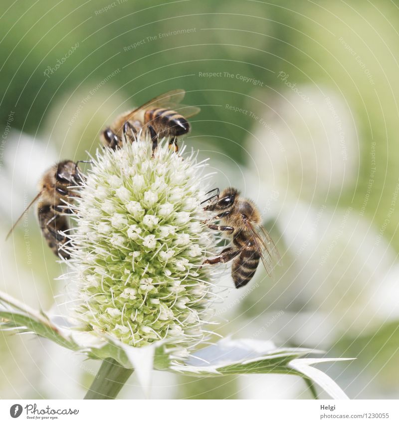 gut, dass es sie gibt... Umwelt Natur Pflanze Tier Sommer Schönes Wetter Blume Blüte Park Nutztier Biene 3 Arbeit & Erwerbstätigkeit Blühend krabbeln ästhetisch