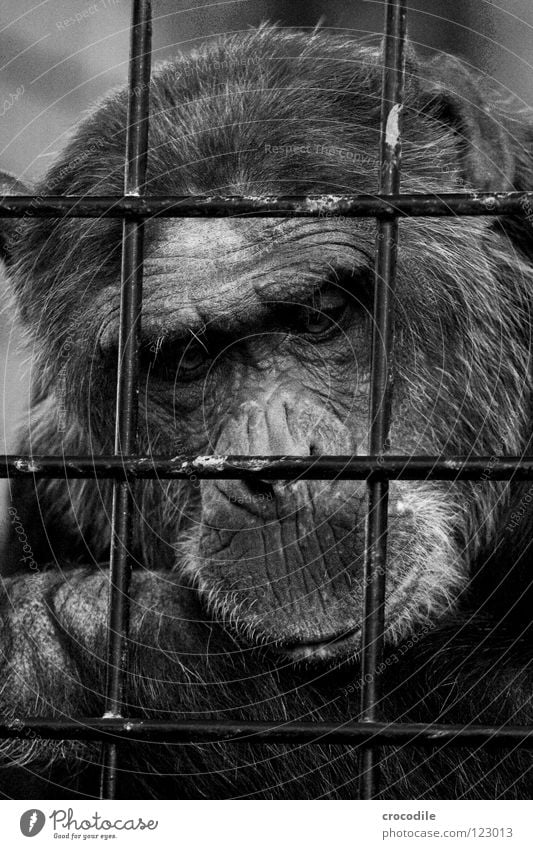Schimpansen brauchen Freiheit l Zoo Menschenaffen gefangen Trauer Gitter Haftstrafe Stirn Fell Verzweiflung Schwarzweißfoto Säugetier Ausflug gefängniss