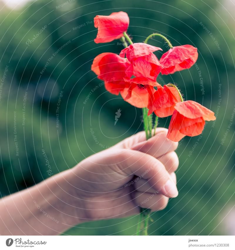 Nimm dies! Hand Blume alt einzigartig schön grün rot Traurigkeit Enttäuschung Reue Vergänglichkeit Mohn Blumenstrauß Klatschmohn Farbfoto Außenaufnahme Tag