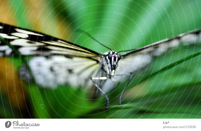 Butterfly schön Natur Schmetterling Flügel Streifen fliegen sitzen grün schwarz weiß flattern leicht fein Fühler Insekt zierlich Nahaufnahme Detailaufnahme