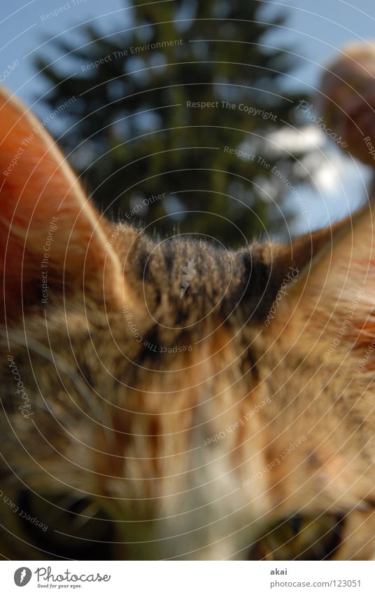 Valentinskatze-für Froggy Tier Katze Hauskatze Futter Haushuhn Wachsamkeit Kontrolle Jäger Jagd krumm Angst Spielen Makroaufnahme Nahaufnahme Opfer Lebensmittel