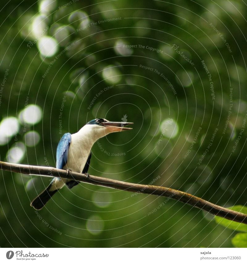 I am a king... sprechen Tier Baum Wildtier Vogel 1 Brunft festhalten Kommunizieren schreien sitzen blau weiß Umwelt Eisvögel Schnabel Asien Singapore
