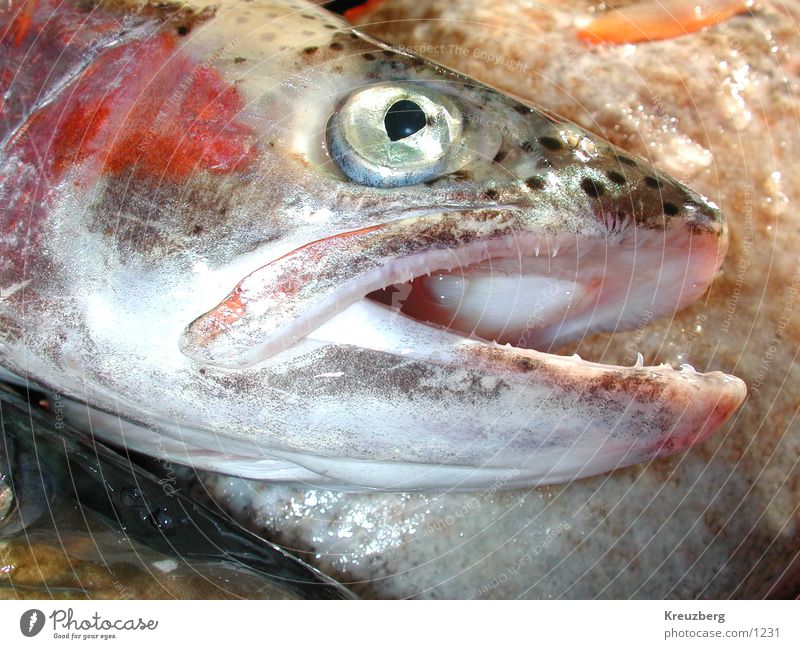 Fisch Meeresfrüchte Ernährung Tod Meerestier