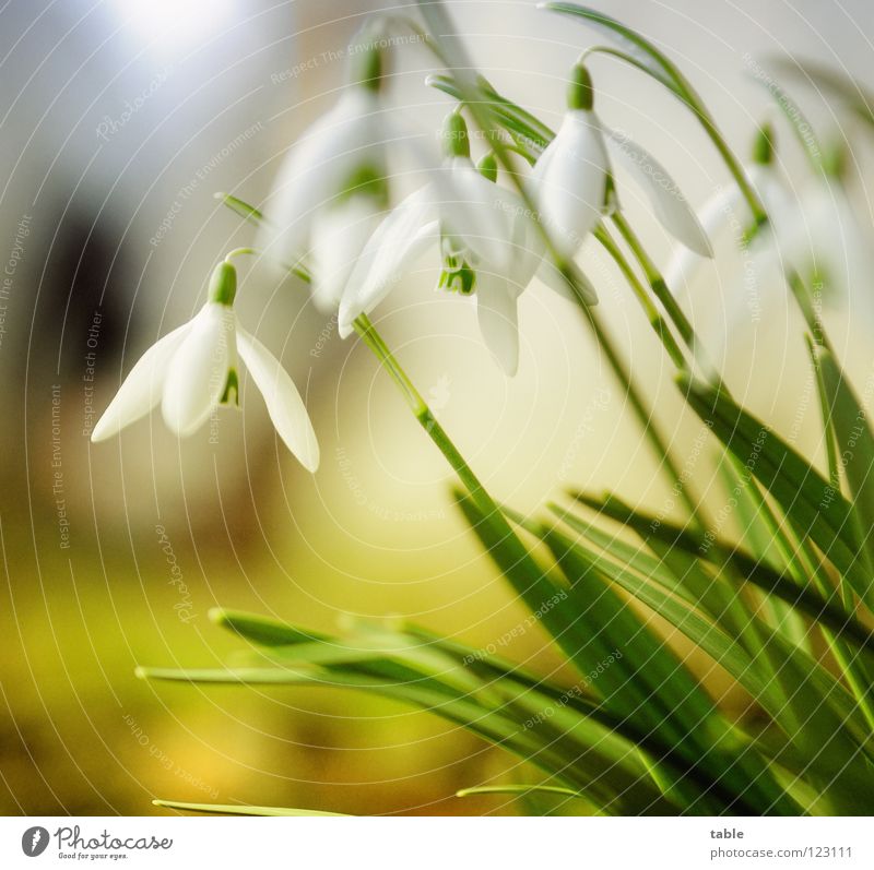 Winter... Schneeglöckchen Blume schön klein niedlich Bedecktsamer Amaryllisgewächse Frühling März Wintersonne Sonnenstrahlen Physik grün weiß Blüte Insekt