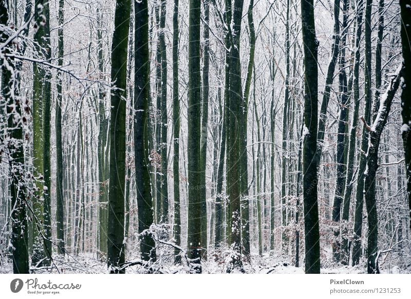 Antizyklisch-Winter Stil exotisch Erholung ruhig Ferien & Urlaub & Reisen Tourismus Schnee Landwirtschaft Forstwirtschaft Natur Landschaft Tier Pflanze Baum