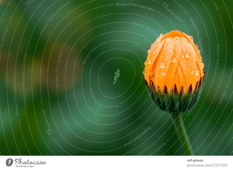 Ringelblume Natur Pflanze Sommer Regen Blume Blüte Park Wiese grün orange Farbfoto Außenaufnahme Menschenleer Morgen
