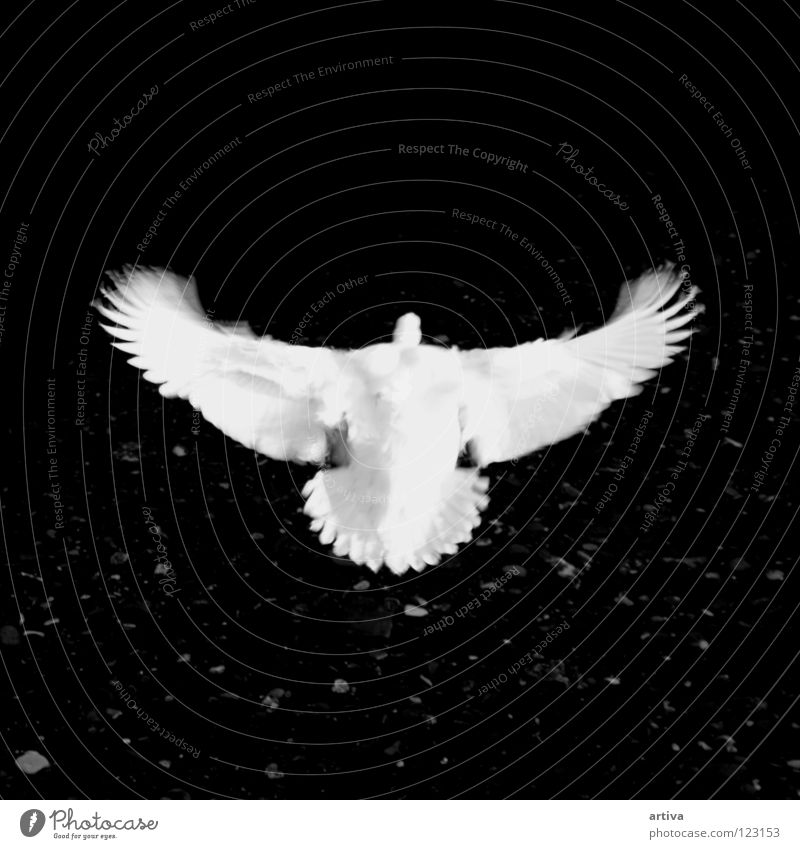 angel Angelrute Vogel goose fly bird free white black lake