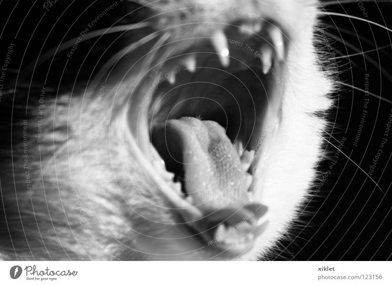 Katze offen Tier Säugetier Langeweile Schwarzweißfoto Mund Zähne beißen fauchen Gebiss gefährlich drohen Zunge gähnen Müdigkeit