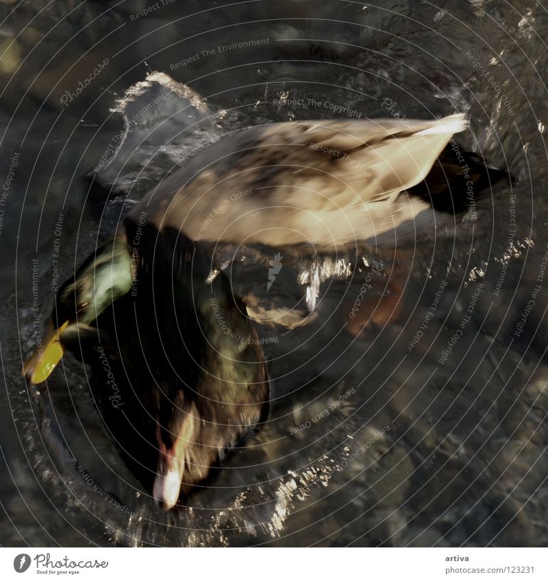 DUCK Vogel duck lake goose bird water fly sea collision