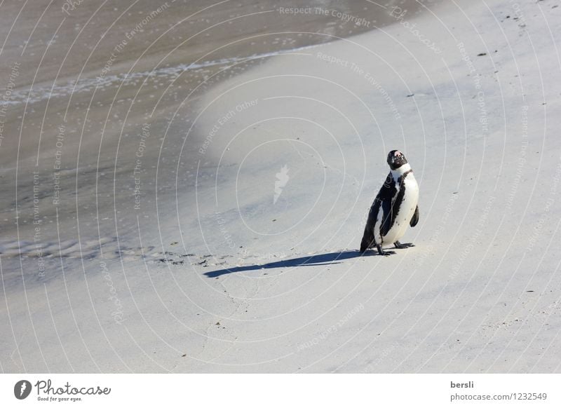 Penguin lost in paradies at Boulders Beach Ferien & Urlaub & Reisen Tourismus Ausflug Abenteuer Freiheit Safari Sommer Sommerurlaub Sonne Strand Meer Erde Sand